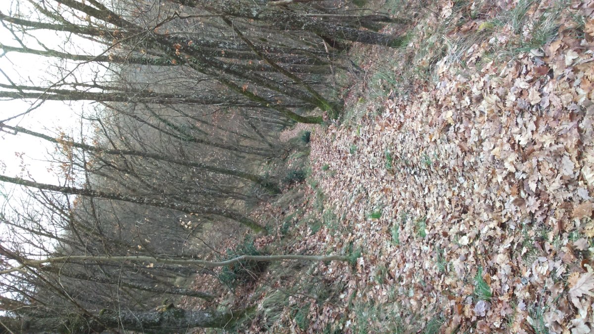 DSC_0013.JPG