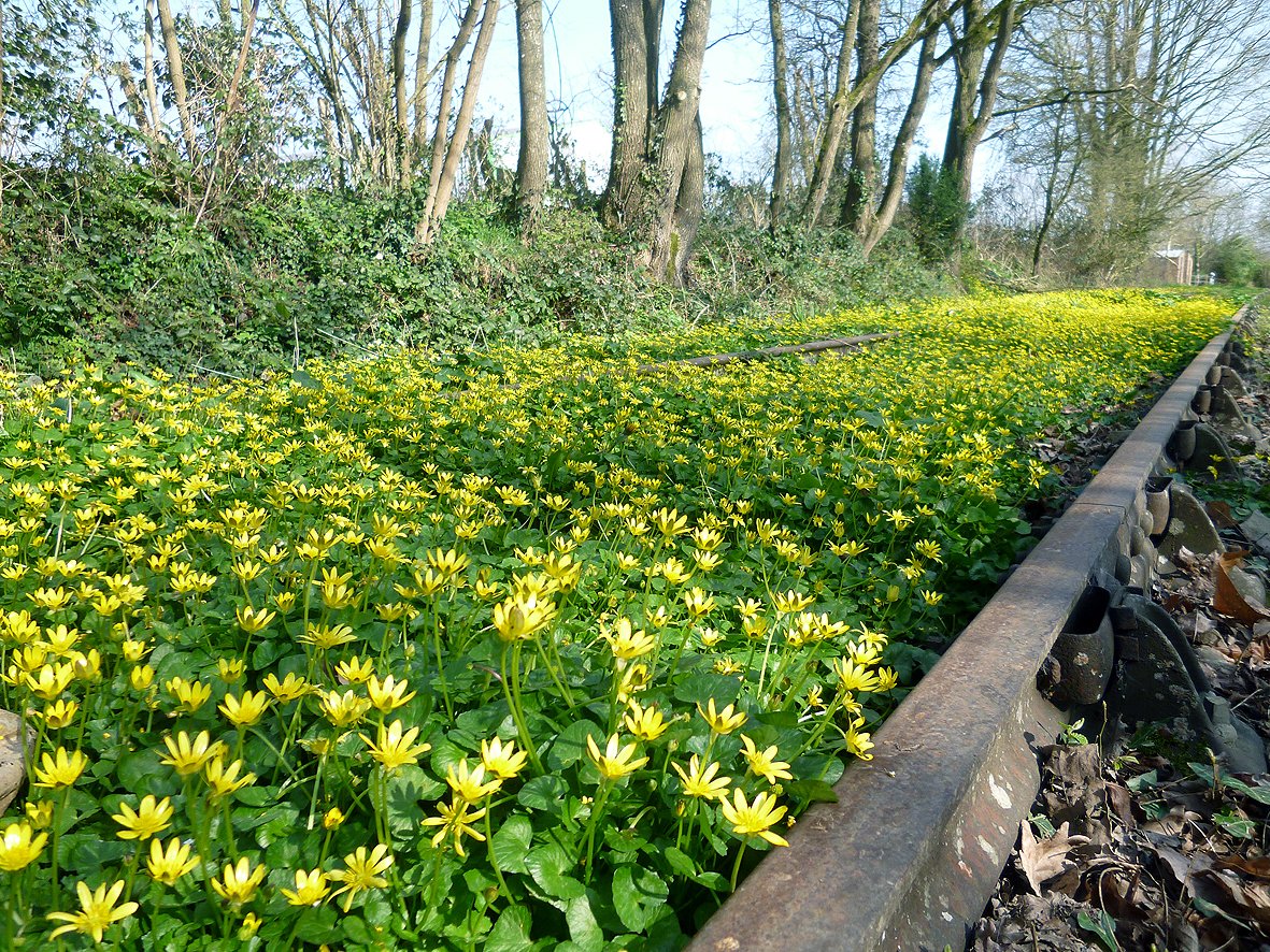 voie verte fleurie