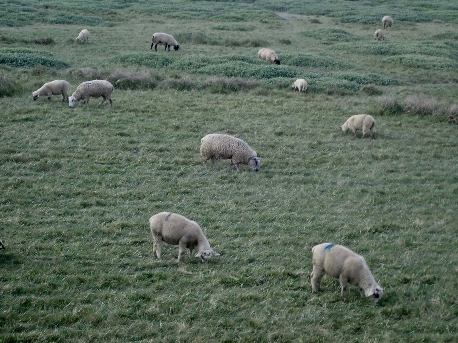 Moutons sur les prés salés.jpg