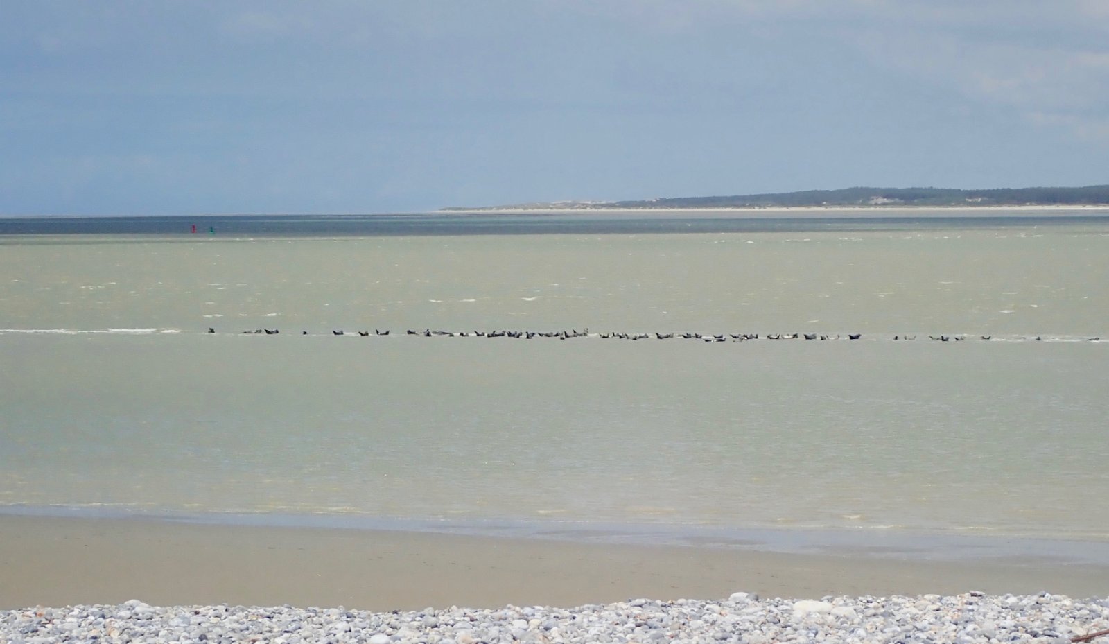 les phoques - Cayeux - Le Hourdel.jpg
