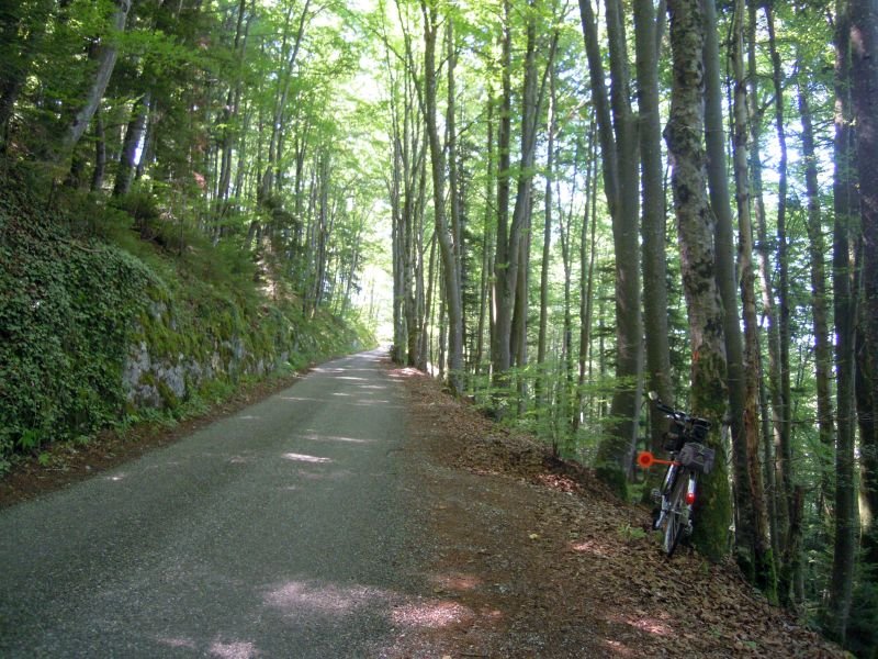 Montée en forêt
