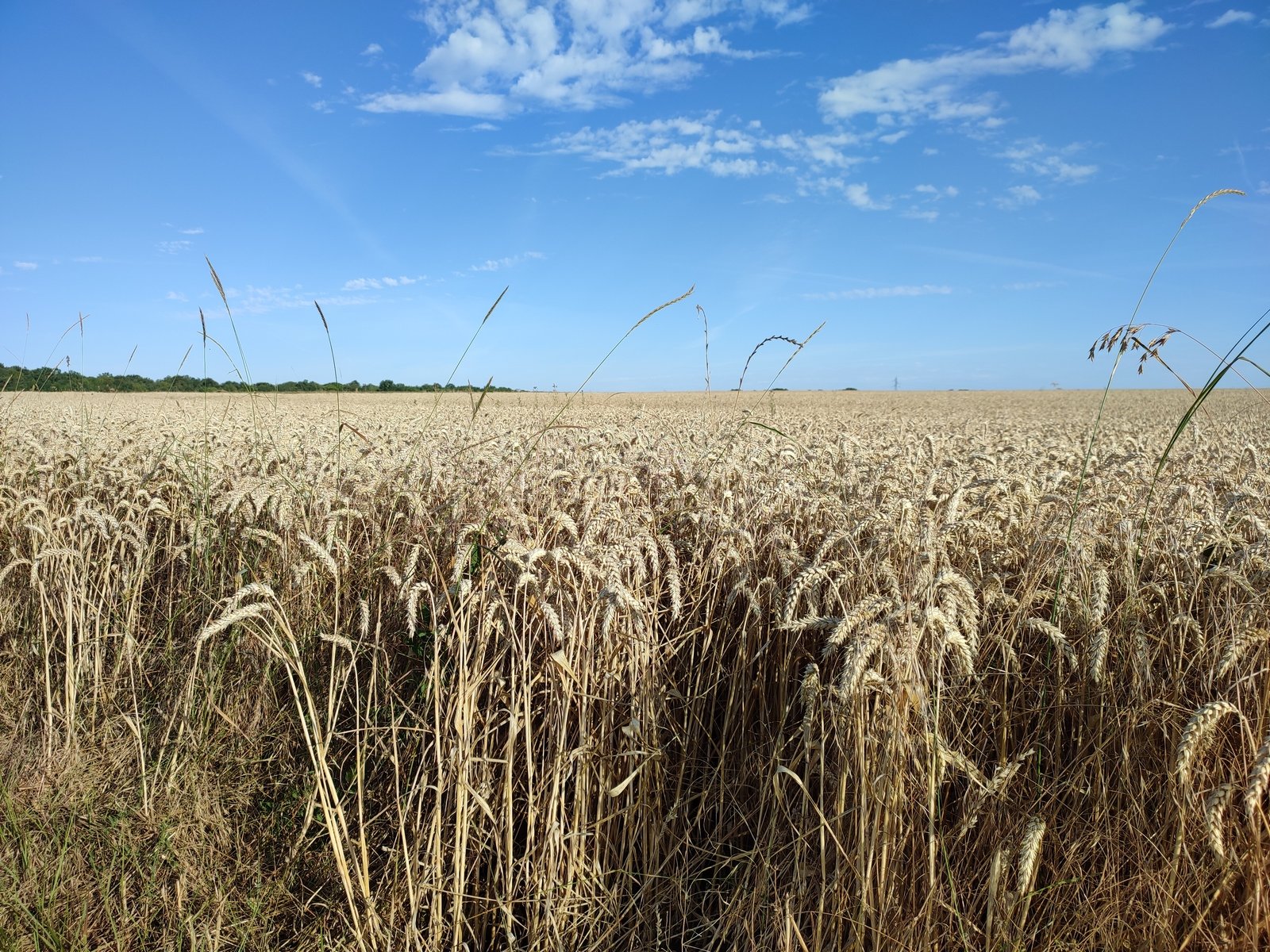 Champ de blé