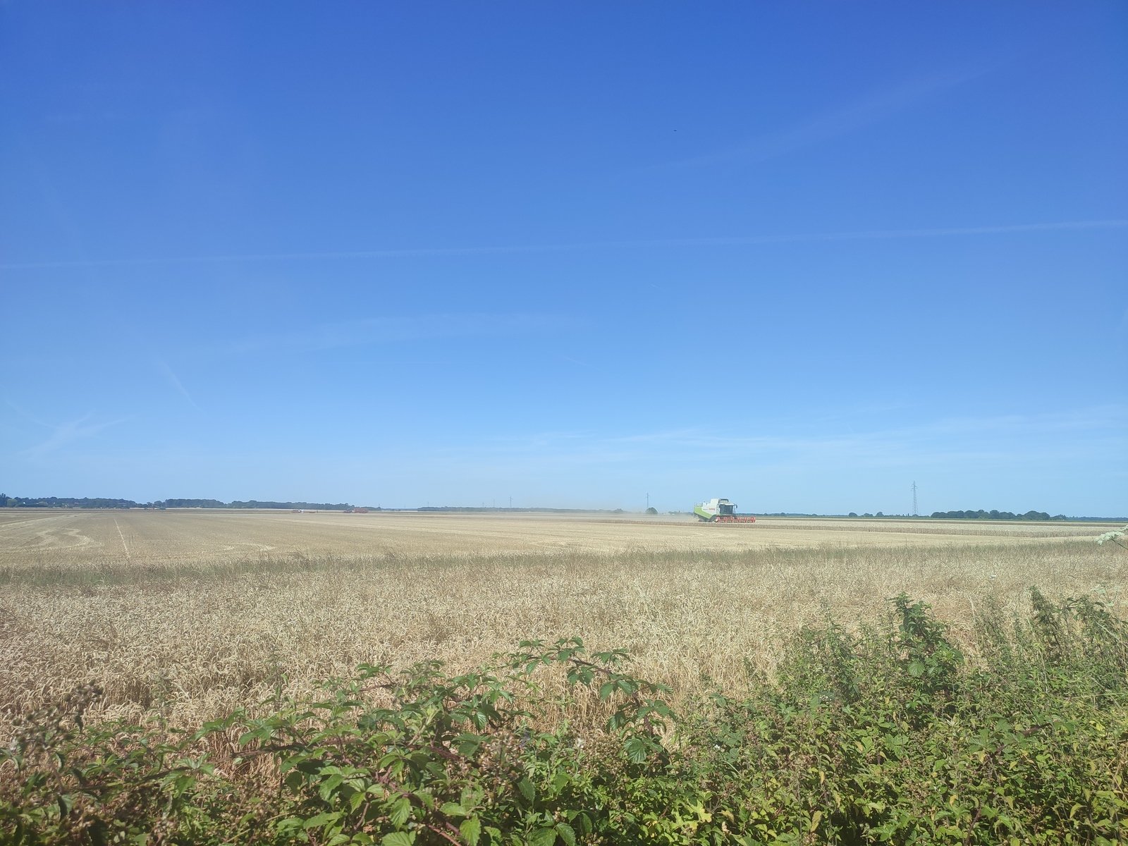 Les céréales sont moissonnées.