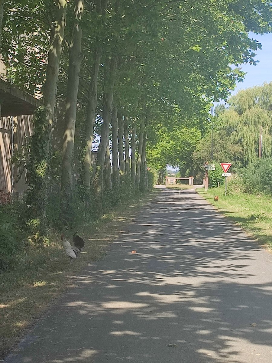 La basse-cour emprunte la voie verte.