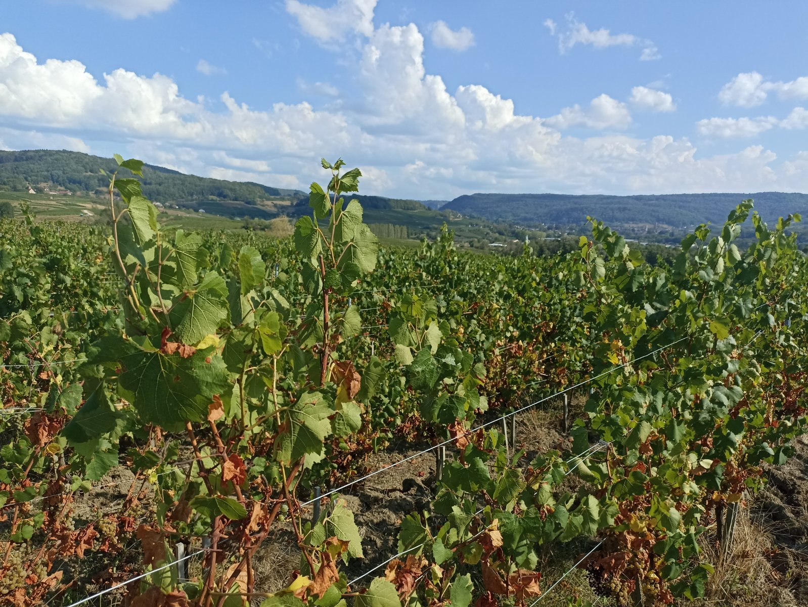 vignes arbois.jpg