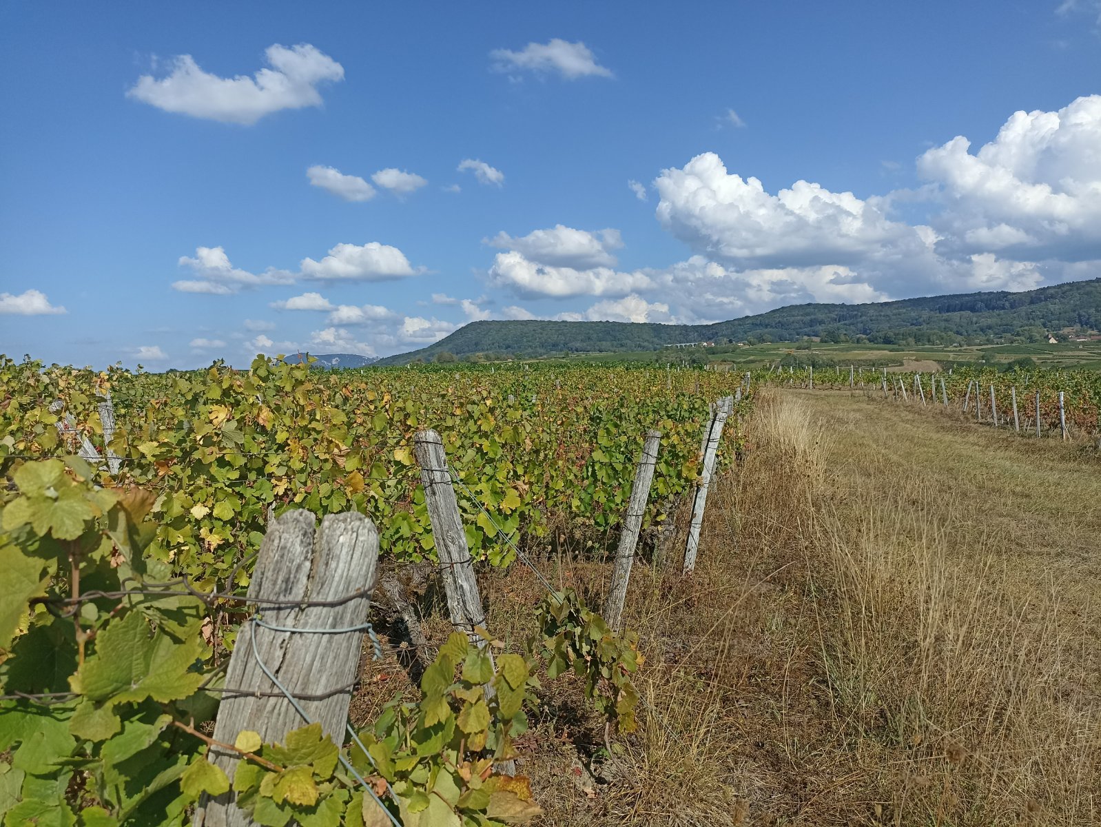 vignes arbois2.jpg
