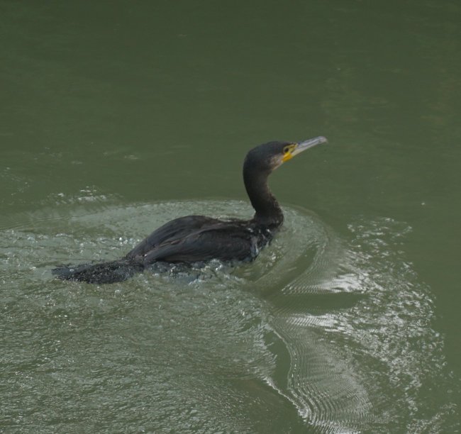 cormoran.JPG