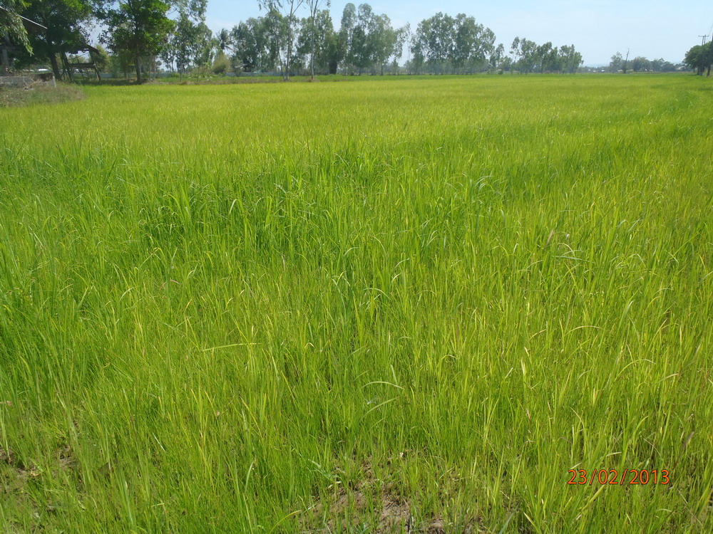 P2230145_rizieres_vertes.jpg