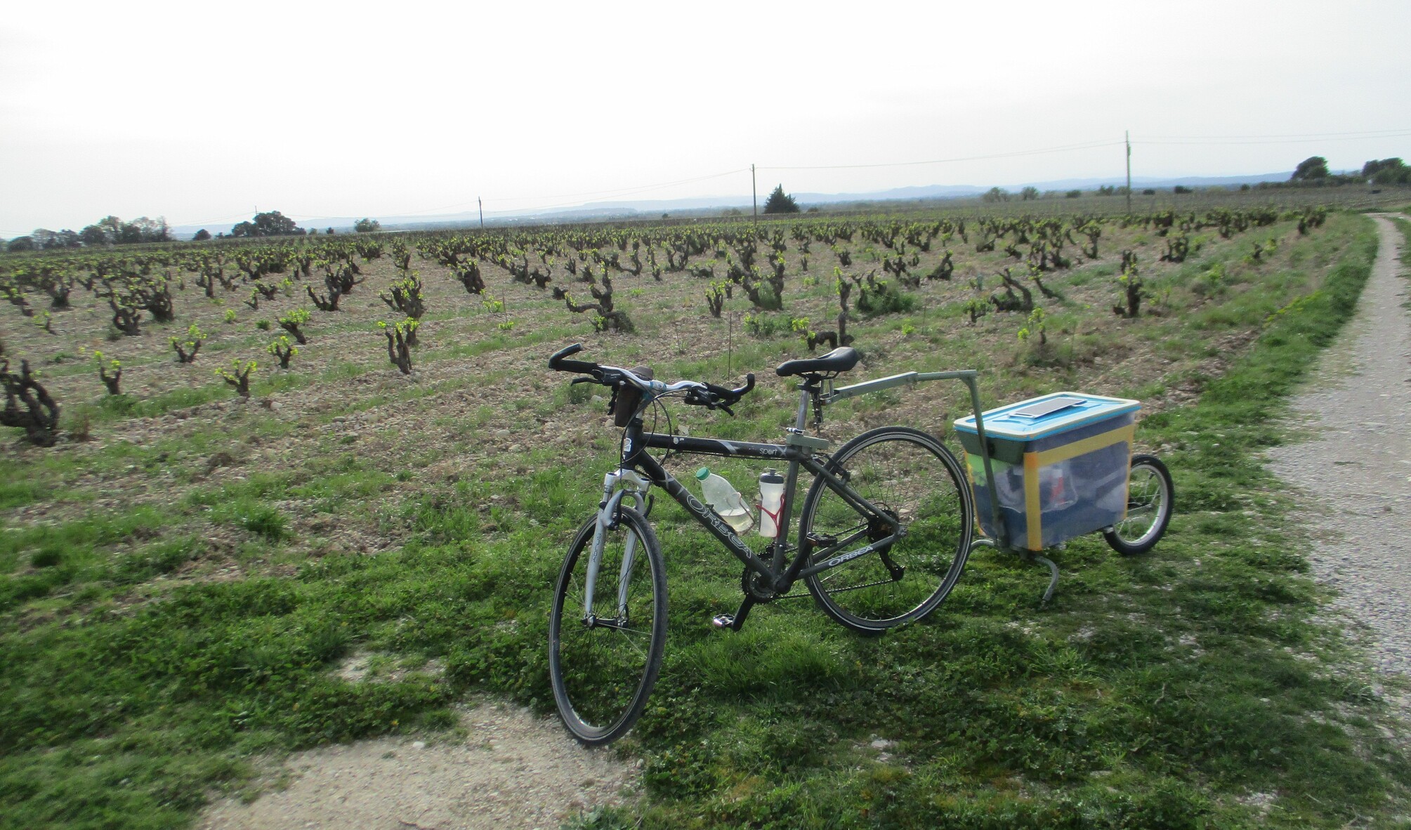 Dans les vignobles
