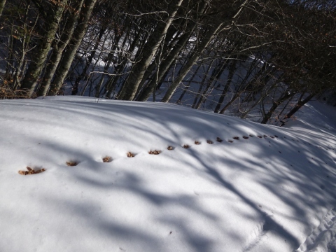 La nature est parfois artiste...