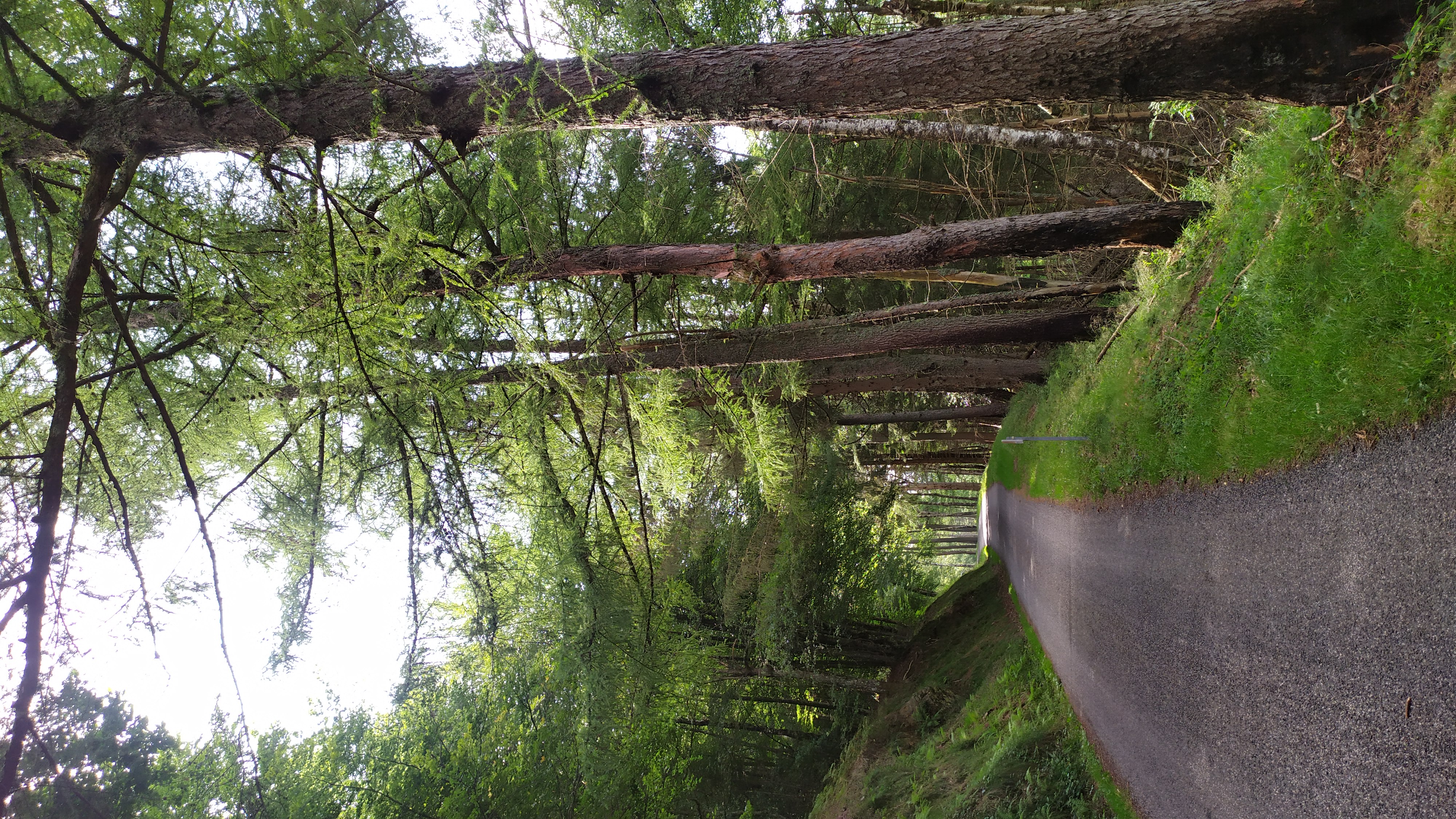 Montée dans les bois.