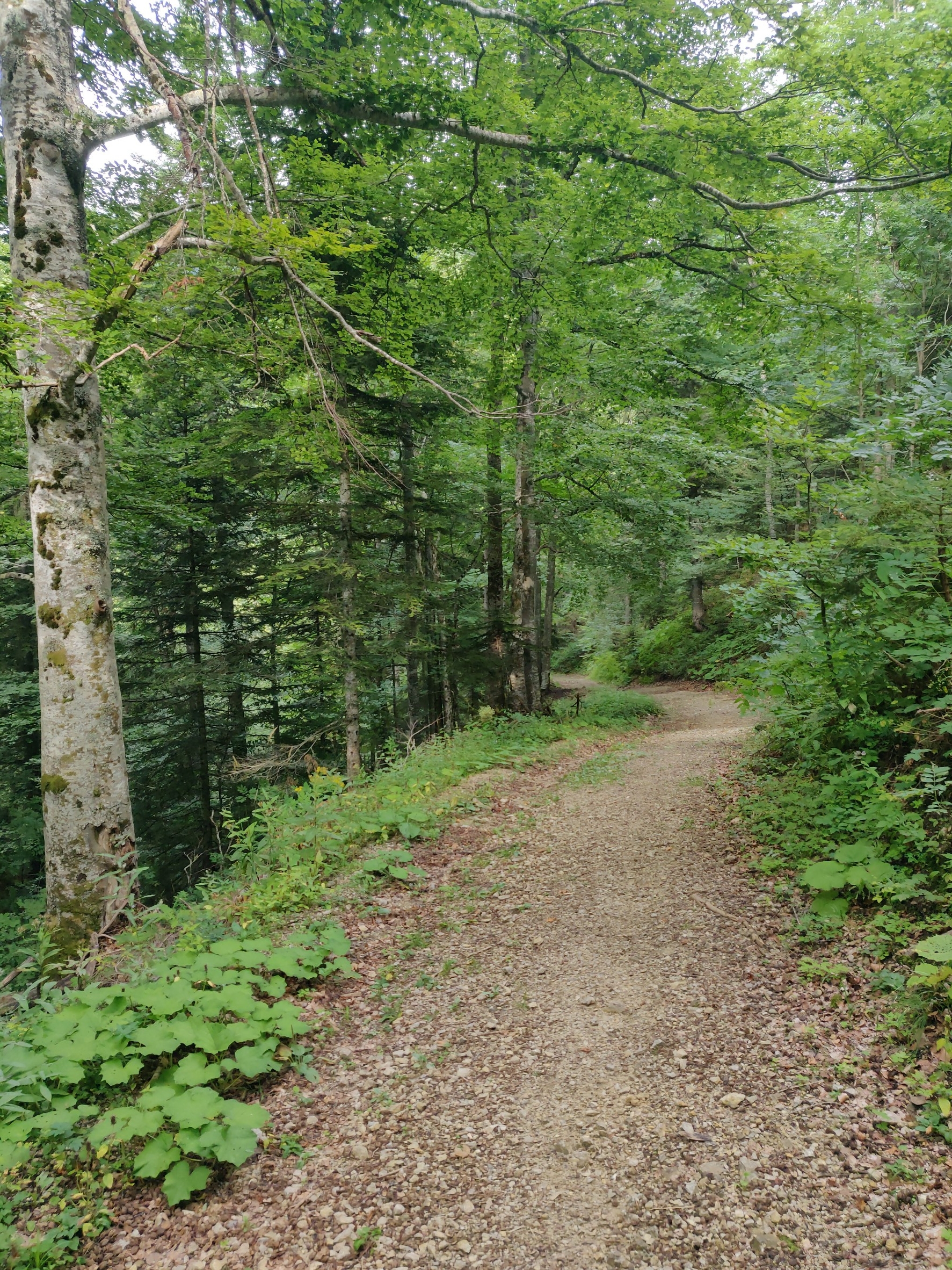 La piste d'Esparron en descendant de Menée