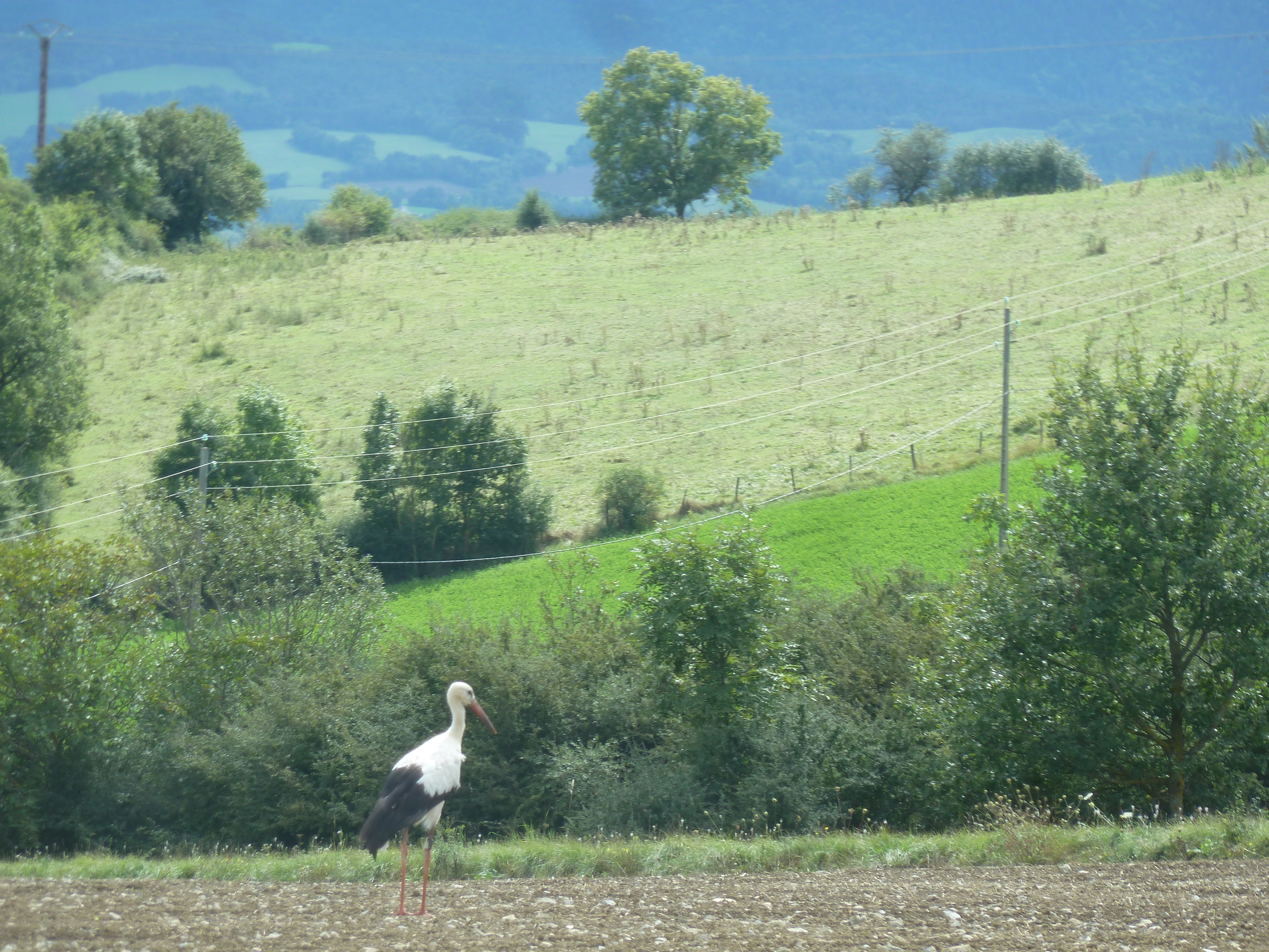 P1130535.JPG