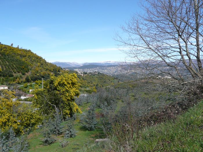 Pédalage au milieu des mimosas et avec la neige en toile de fond !