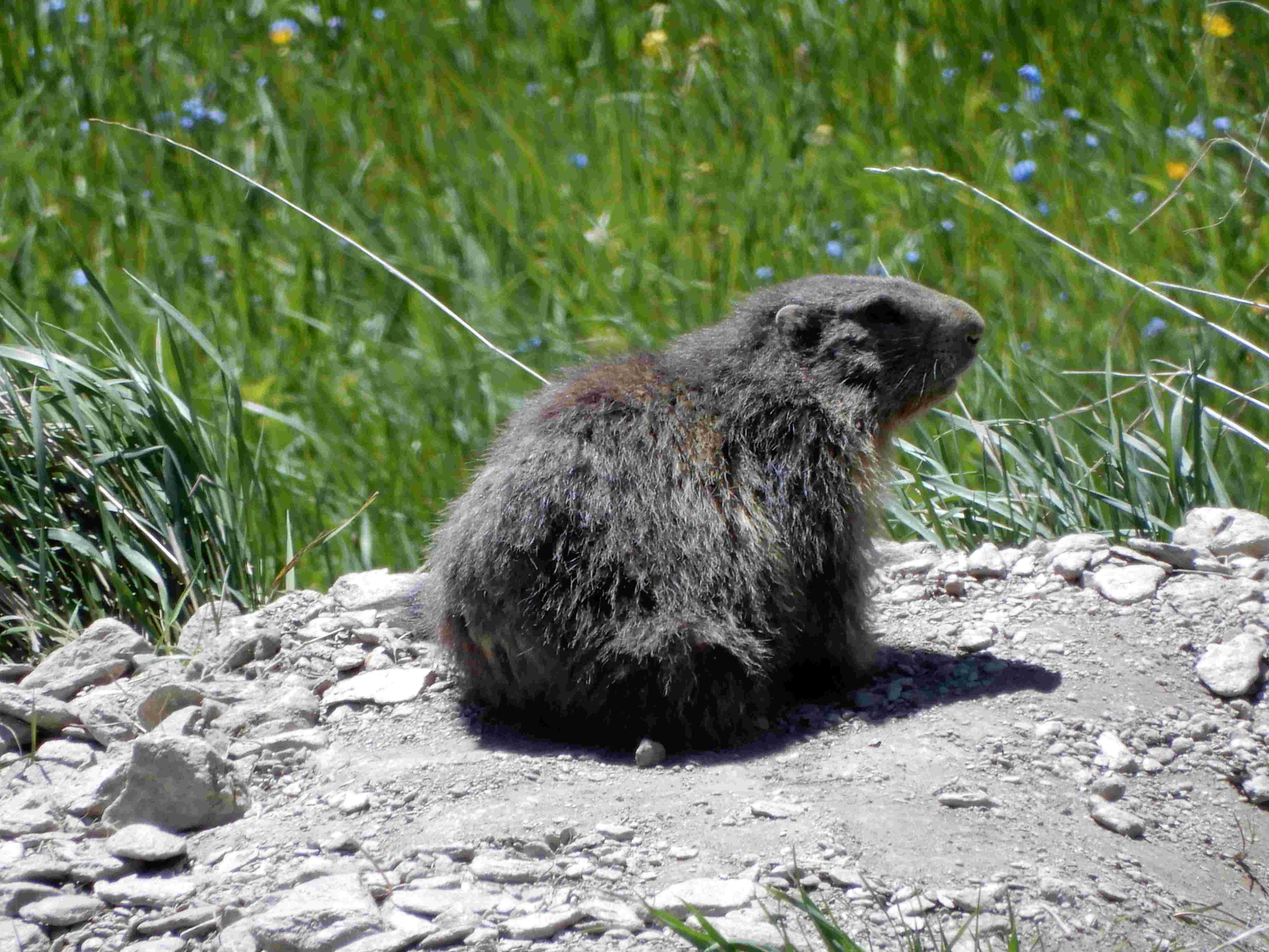 rencontre au Col Agnel