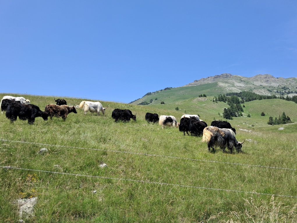 Yacks du Col de Gleize
