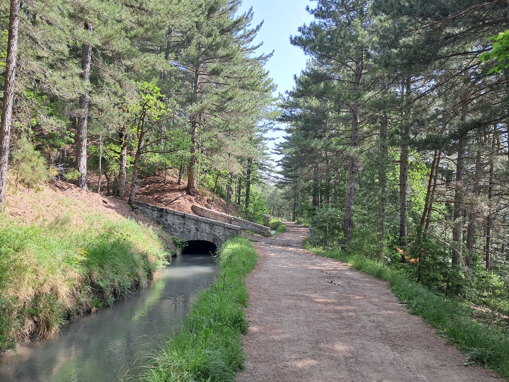 Canal de Gap en sous-bois