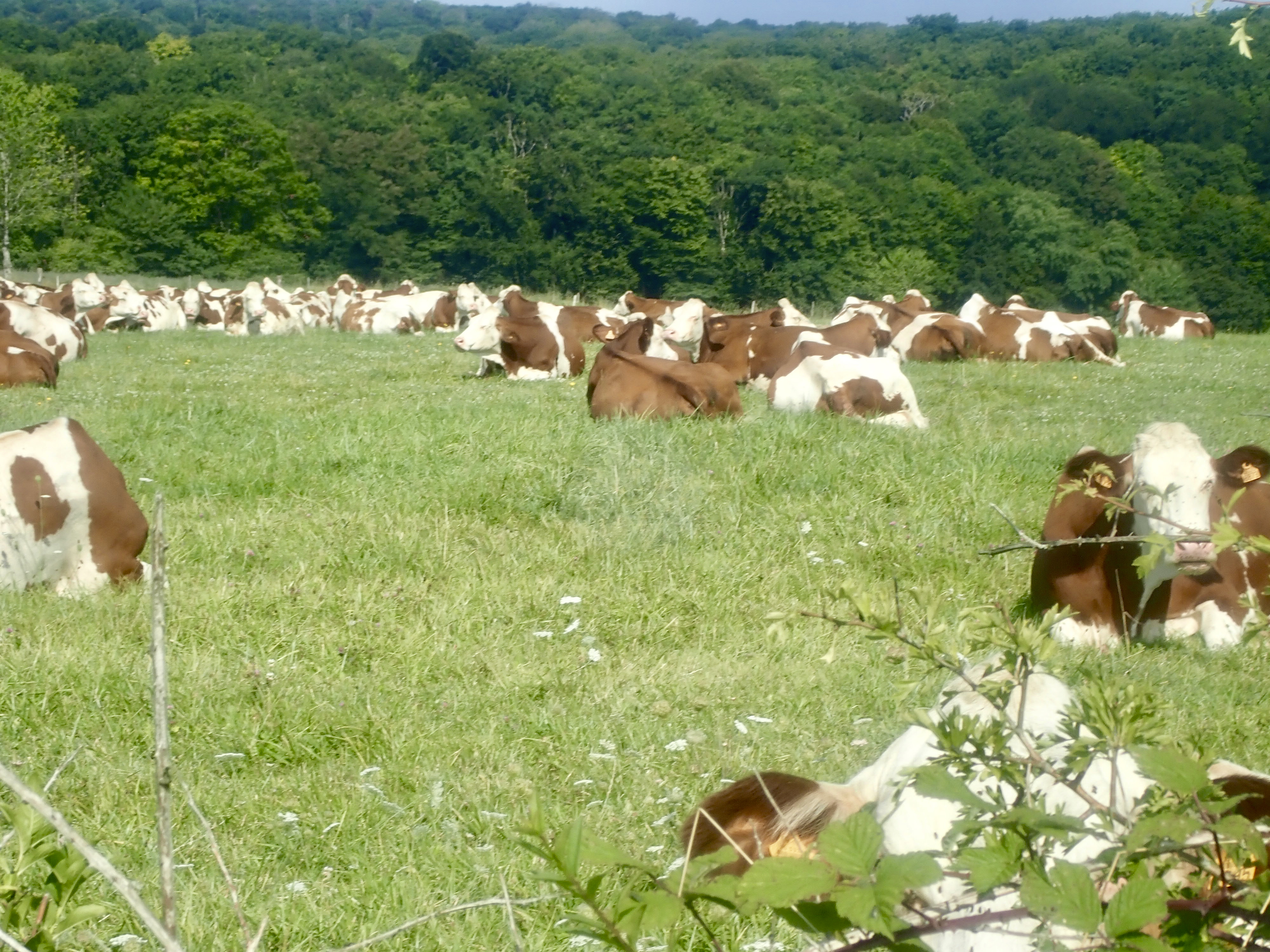 les Montbéliardes à Hyet.jpg
