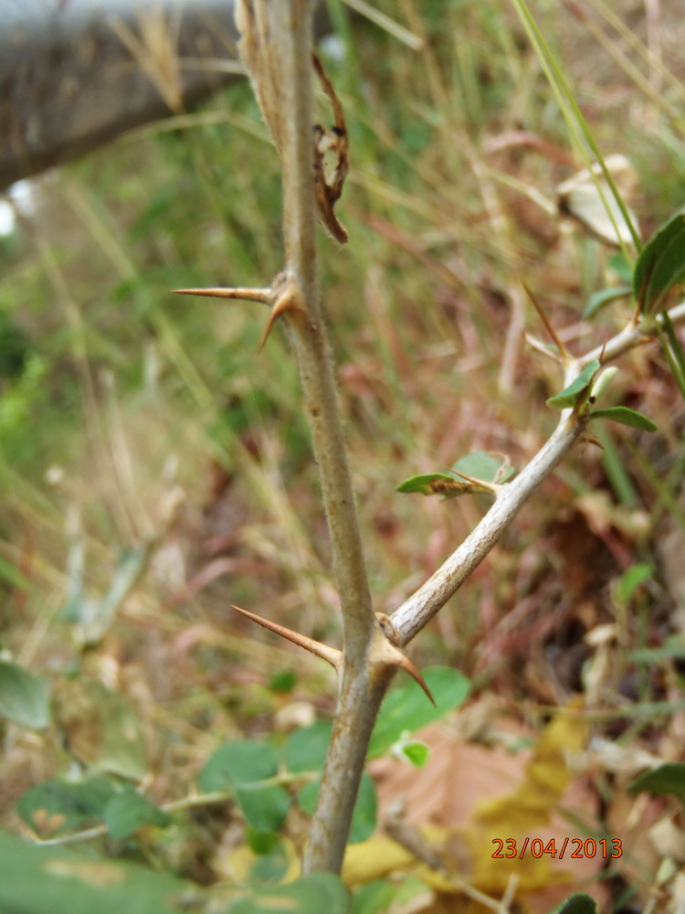 P4230370_epines_bas_cote_routes.jpg