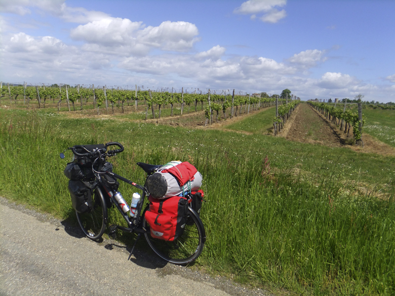 Dans les vignes