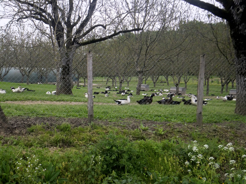 foies gras en promenade...
