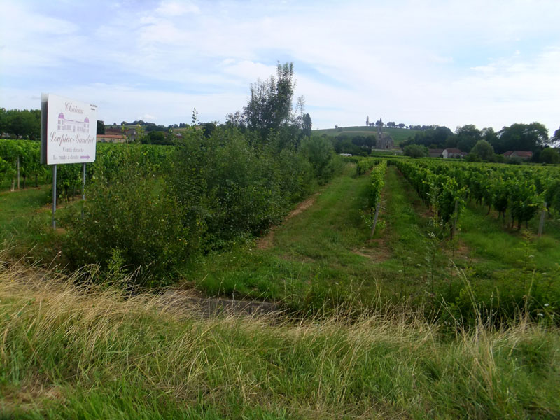 Vignes des Côtes de Graves