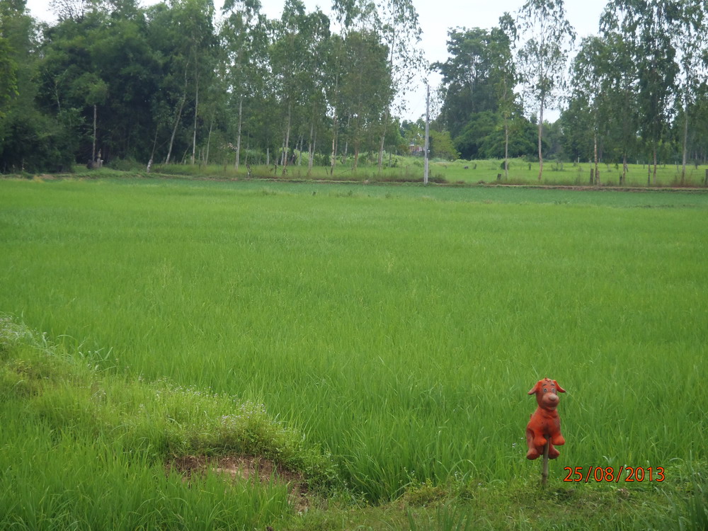 P8250809_ban_lao_epouvantail.jpg