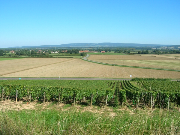 Vallée de la Saône, le vignoble des côtes chalonnaises, au fond le Jura