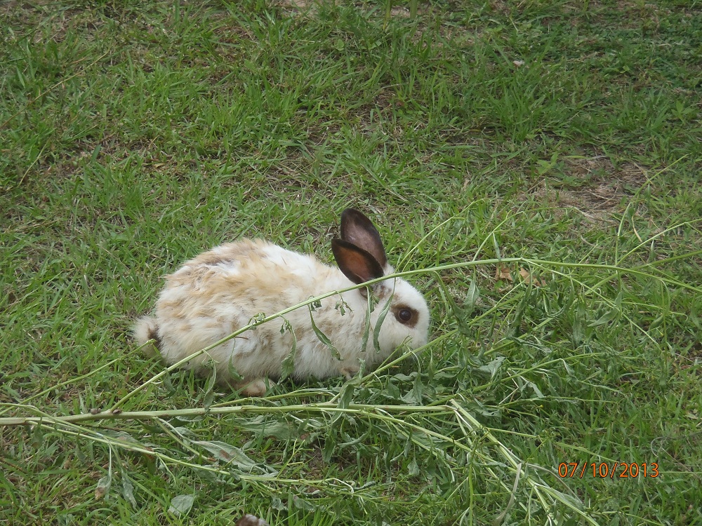 PA070979_route22_lapin_domestique.jpg