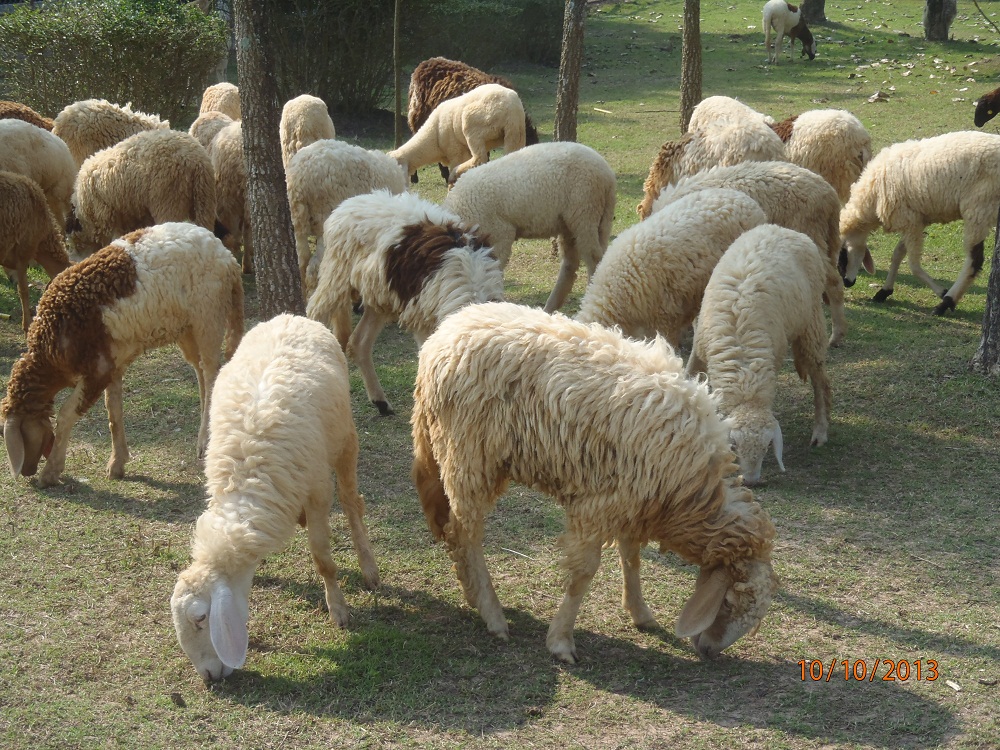 PA100997_resort_route22_moutons.jpg