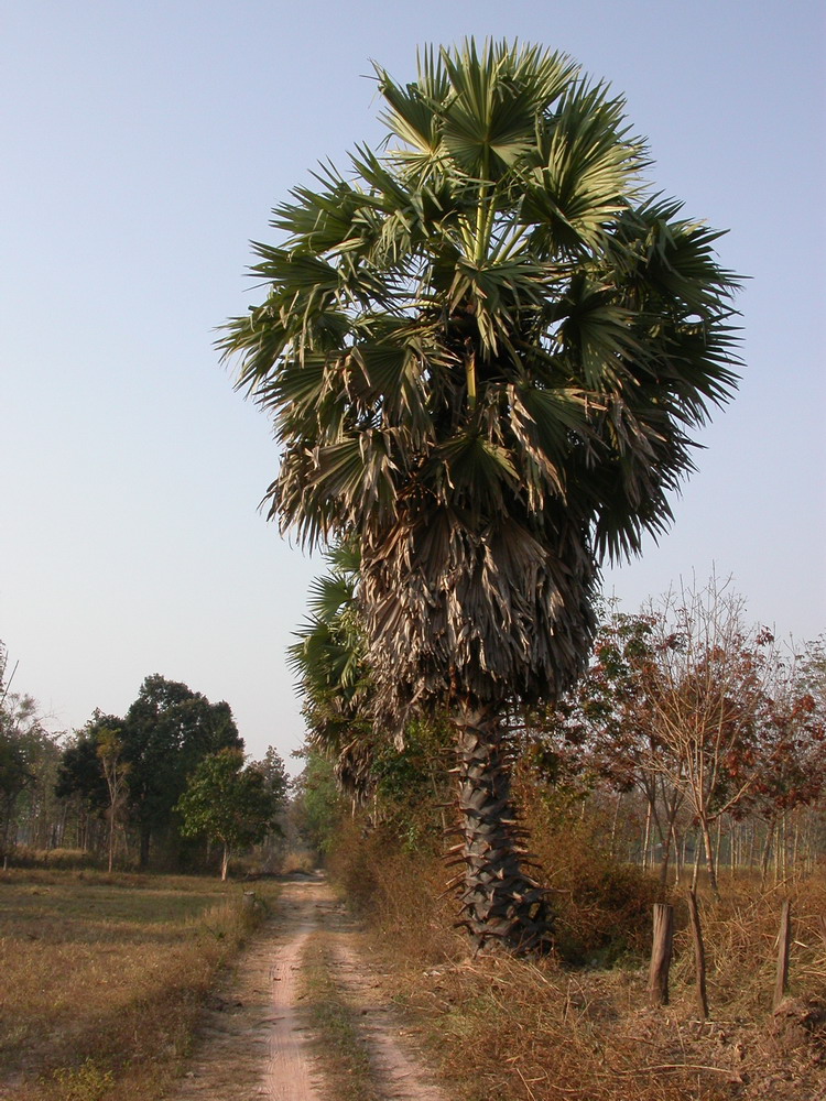 DSCN0406_ksr_palmier.jpg