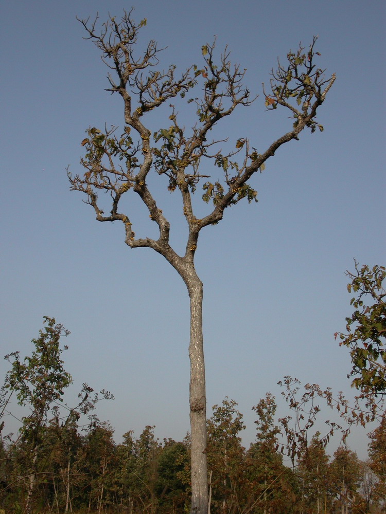 DSCN0411_ksr_arbre.jpg