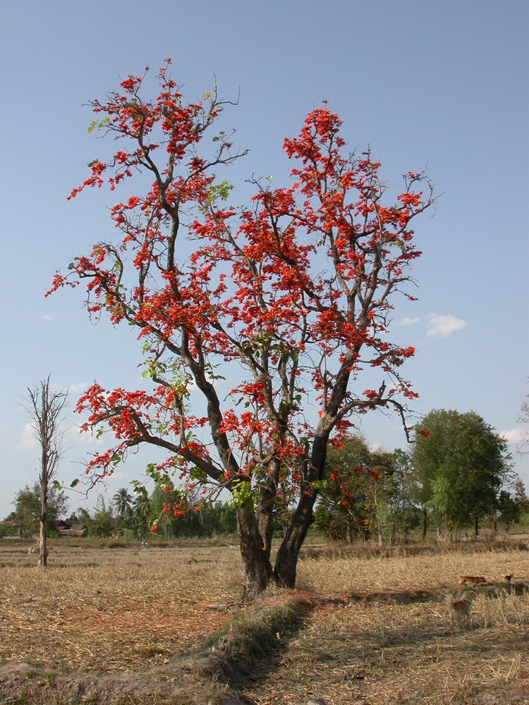 DSCN0521_ksr_arbre.jpg