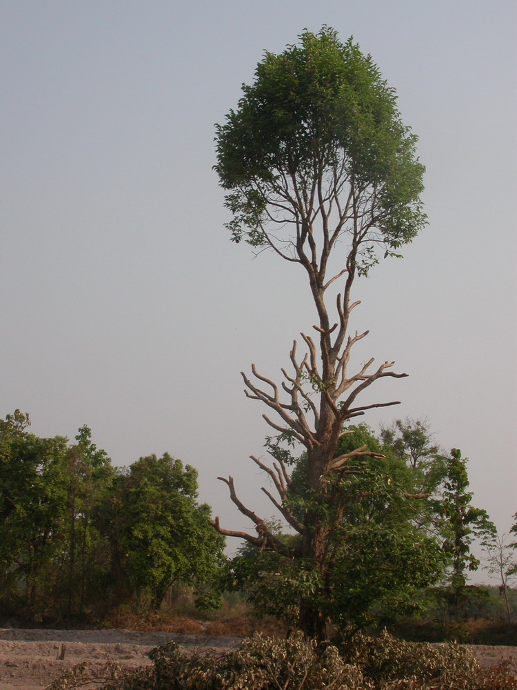 DSCN0647_arbre.jpg