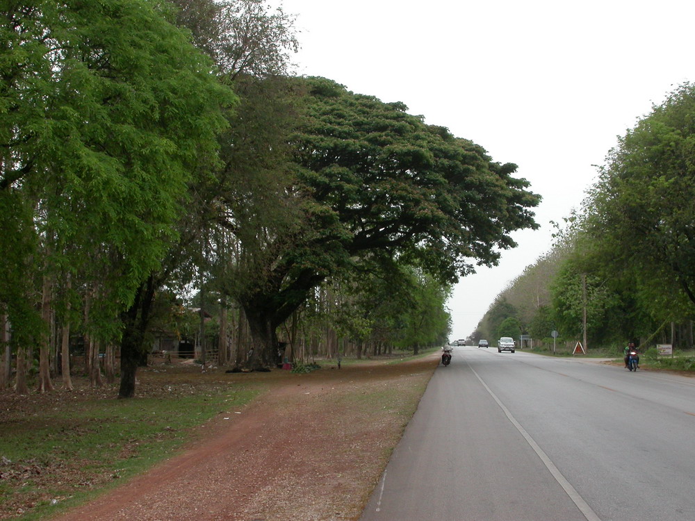 DSCN0866_arbres.jpg