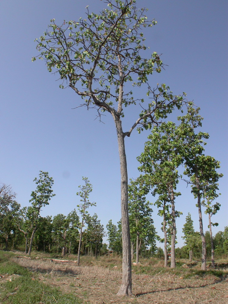 DSCN0896_ksr_arbres.jpg