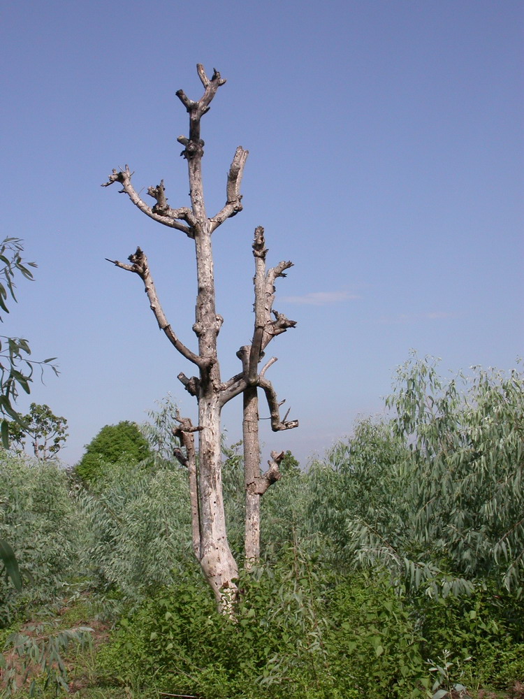 DSCN1027_ksr_arbres.jpg