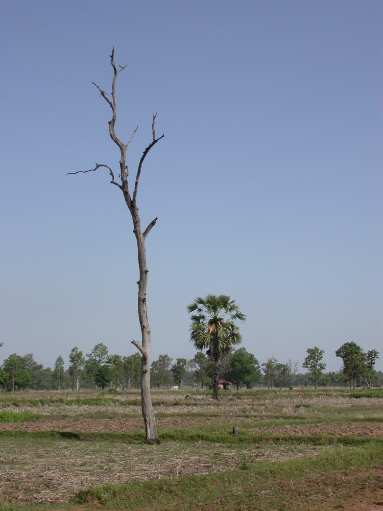DSCN1028_ksr_arbres.jpg