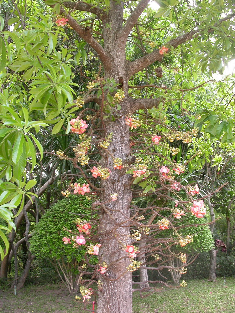 DSCN1569_arbre.jpg