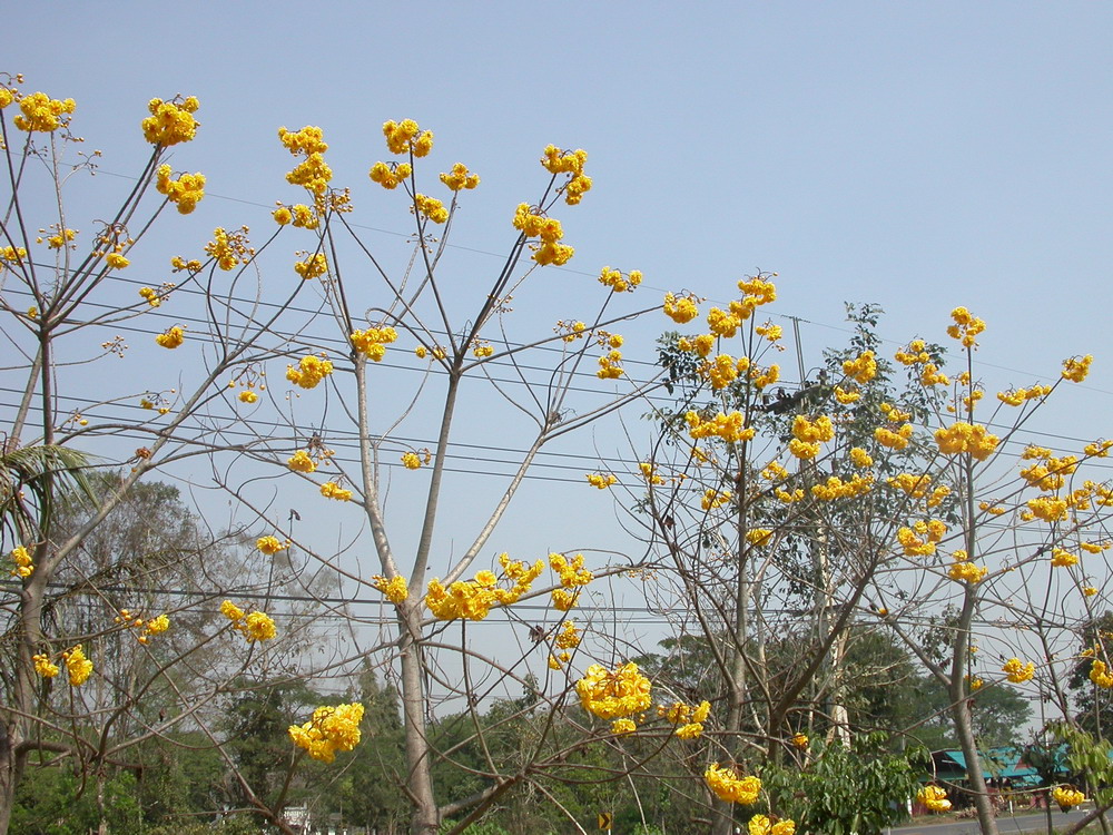 DSCN2260_den_chai_wat.jpg