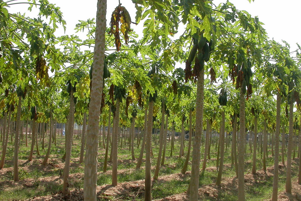 DSCN2790_kanburi_champ_papaya.jpg