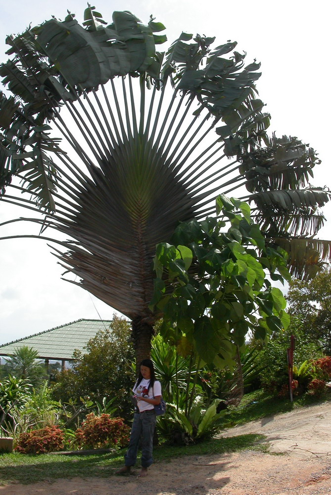 DSCN4286_koh_samui_palmier_voyageur.jpg