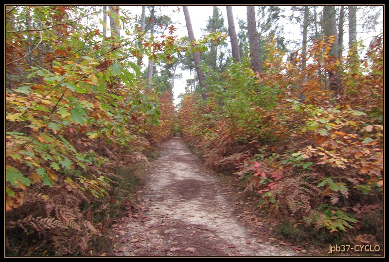 Sous-bois