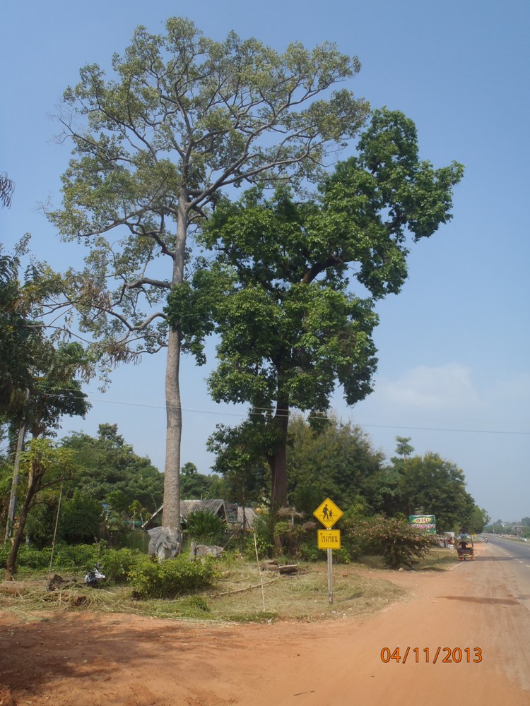 PB041138_sakhon_route_22_vers_udon_bel_arbre.jpg