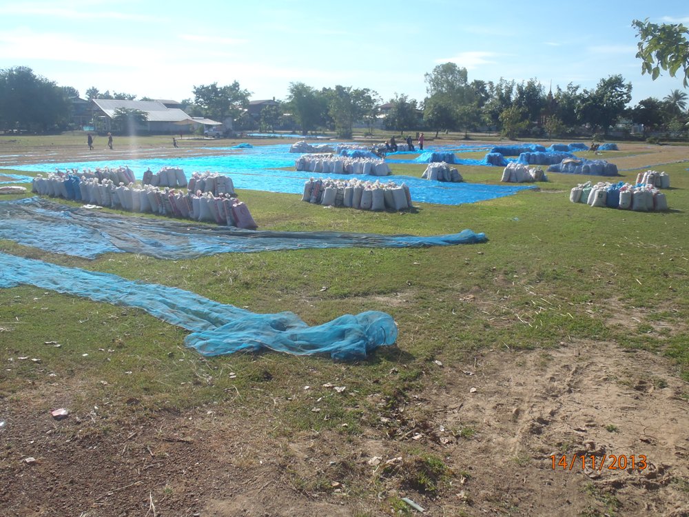 PB141180_nong_luang_sechage_riz.jpg