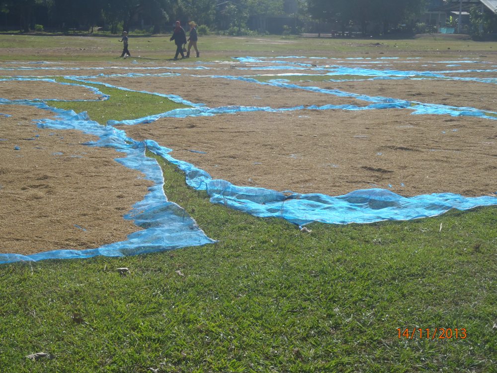 PB141181_nong_luang_sechage_riz.jpg