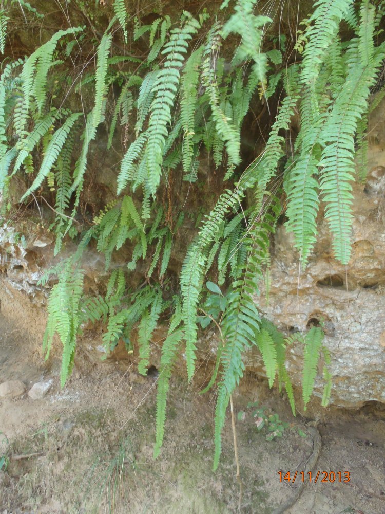 PB141191_phupalek_haut.jpg