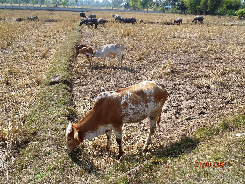 P1011424_ksr_vaches_et_bufles.jpg