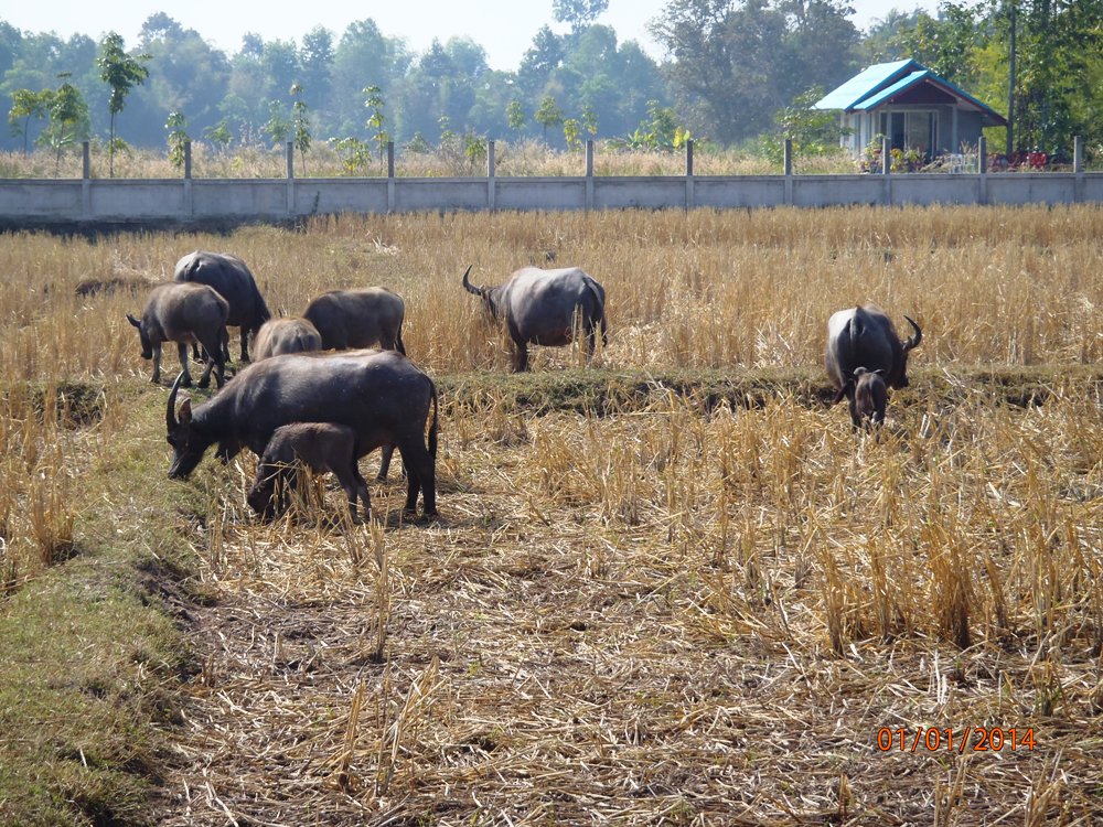 P1011425_ksr_vaches_et_bufles.jpg