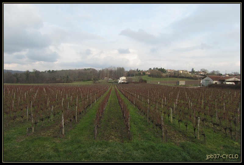 Le vignoble de l'entre-deux-mers